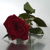 USA Poppy Basics USA,,:Boxed Standard Long Red Roses